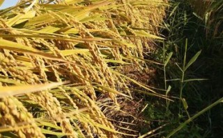 玉田九州手机电话是哪家公司？