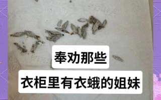 衣柜虫害怎么高效清除？