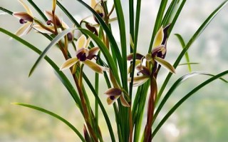 春兰保修电话是多少？