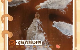 衣柜小虫怎么除？