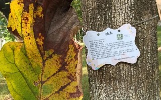 油木是哪种木材？