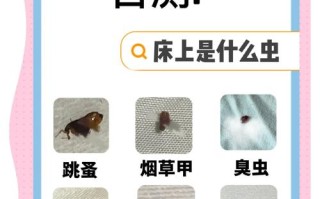 虫子为何总爱钻进衣柜？