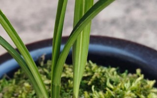 春兰厂家电话是多少？