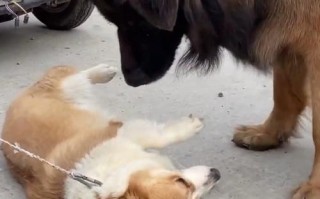 狗走失挣脱铁链回家