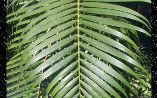 柯达数码电话是柯达的数码产品吗？