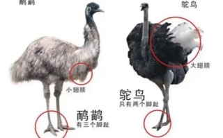 如何一眼分辨鸵鸟的雌雄？