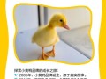 小鸭电话号码是多少？