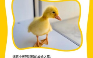 小鸭电话号码是多少？