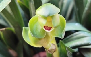 济源春兰售后电话是多少？