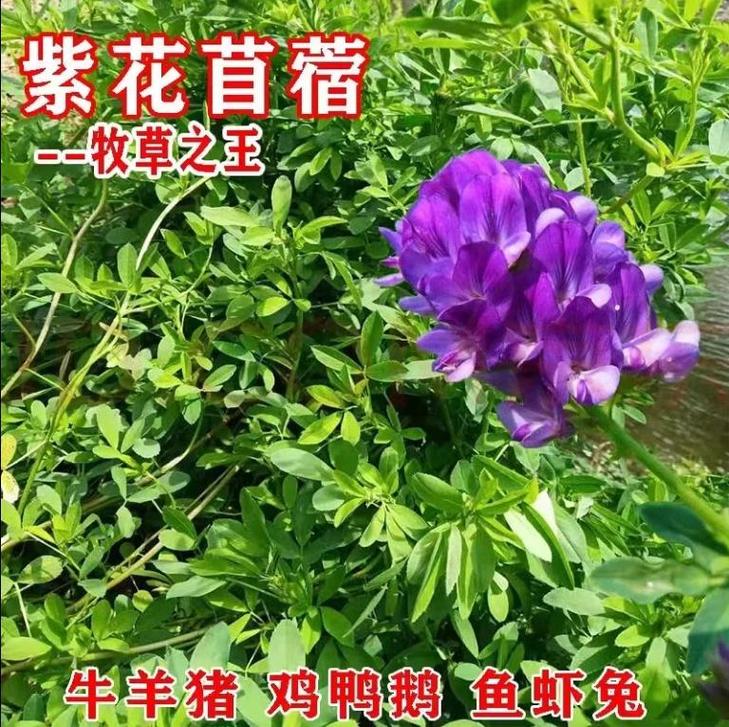 四川到付浙江多少钱一斤-第3张图片-索能光电网