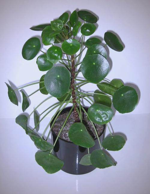 浴室镜前放什么绿色植物-第1张图片-索能光电网