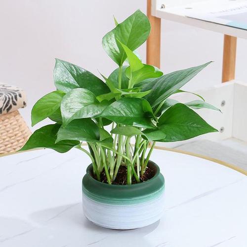 浴室镜前放什么绿色植物-第2张图片-索能光电网