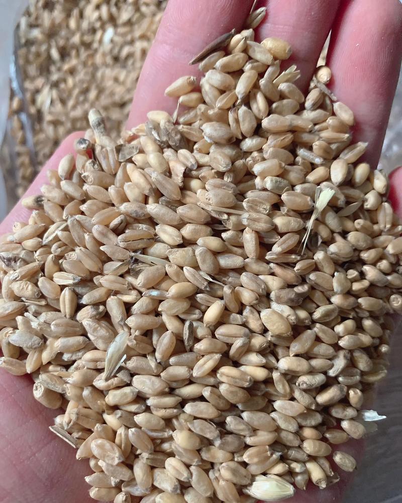 小麦烘干费用多少钱一斤-第3张图片-索能光电网 小麦烘干费用多少钱一斤-第3张图片-索能光电网