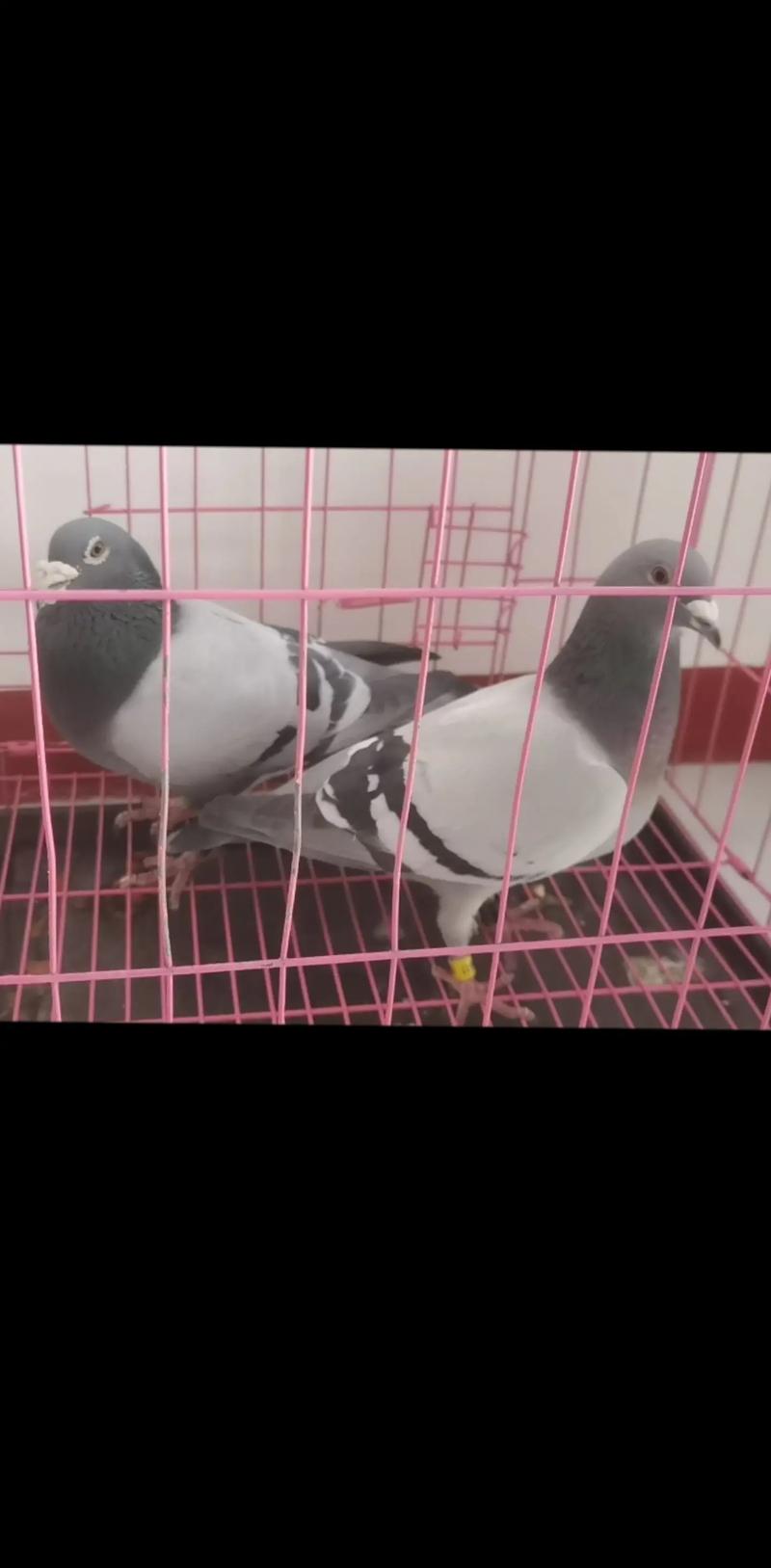 被鸽了，该寄什么给对方合适？-第2张图片-索能光电网