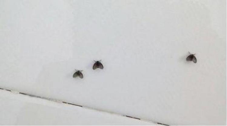 地漏小飞虫图片是什么虫？-第1张图片-索能光电网