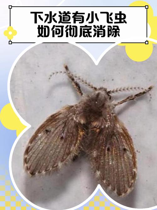 地漏小飞虫图片是什么虫？-第2张图片-索能光电网