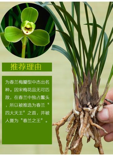 春兰集团官网电话是多少？-第3张图片-索能光电网