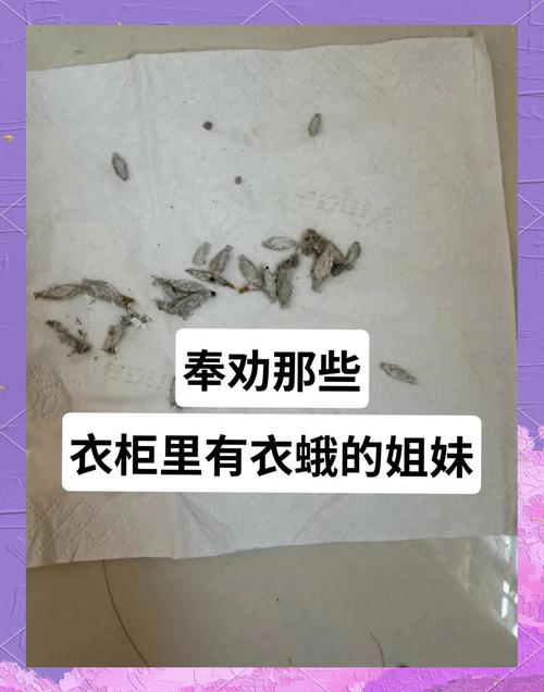 衣柜虫害怎么高效清除？-第1张图片-索能光电网