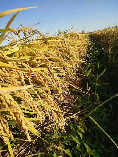 玉田九州手机电话是哪家公司？-第1张图片-索能光电网