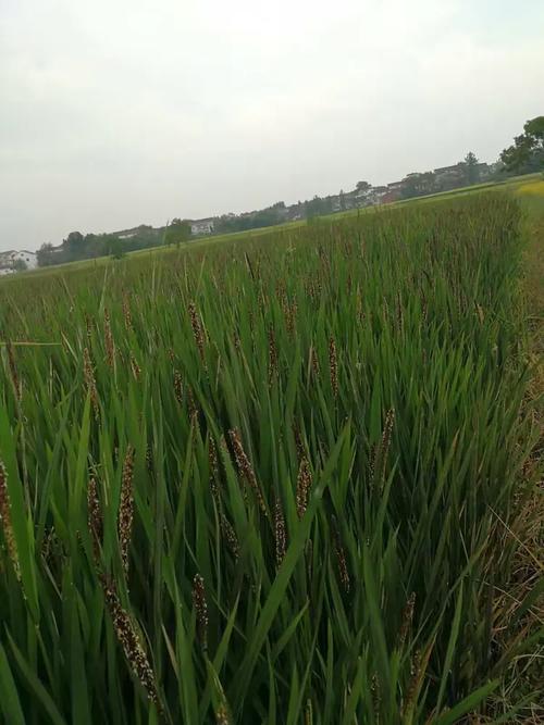 玉田九州手机电话是哪家公司？-第2张图片-索能光电网