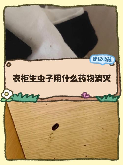 衣柜小虫怎么除？根源在哪？-第2张图片-索能光电网