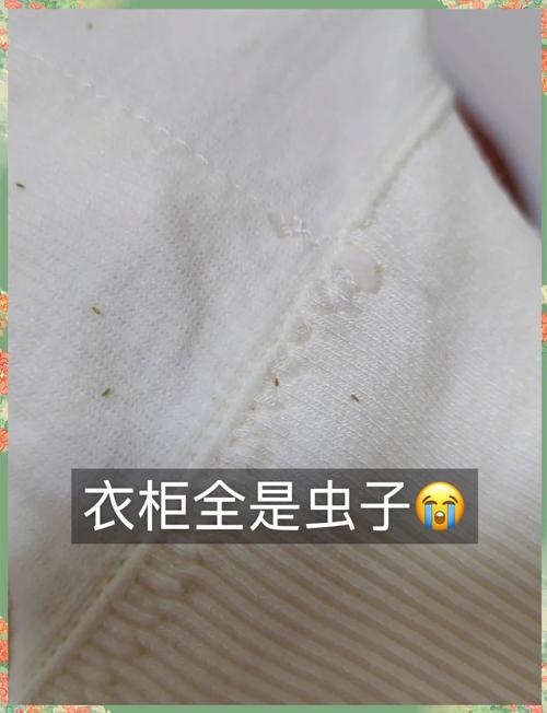 衣柜有虫子？衣服怎么防虫？-第3张图片-索能光电网