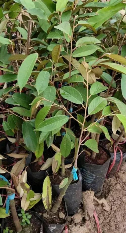 金枕头榴莲树叶长啥样？有啥特征？-第2张图片-索能光电网