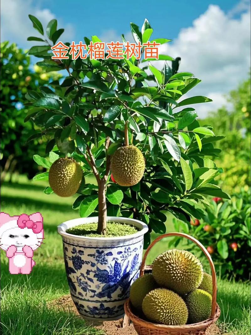 金枕头榴莲树叶长啥样？有啥特征？-第3张图片-索能光电网