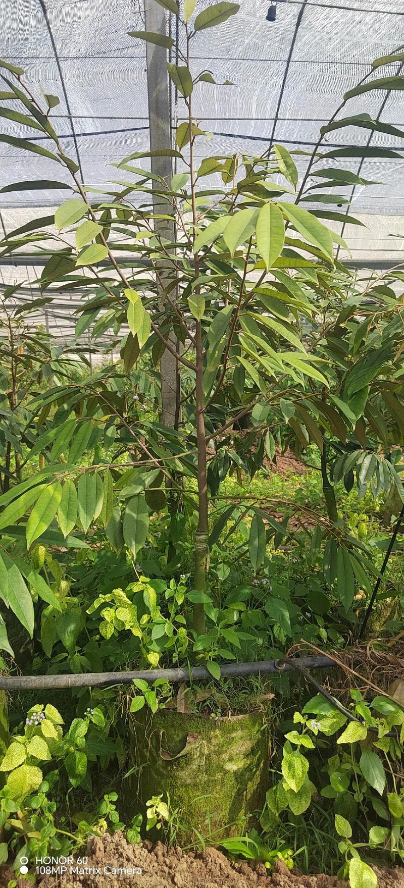 金枕头榴莲树叶长啥样？有啥特征？-第1张图片-索能光电网