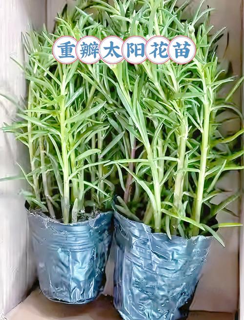 太阳花速度到底是多少?-第3张图片-索能光电网 太阳花速度到底是多少?-第3张图片-索能光电网