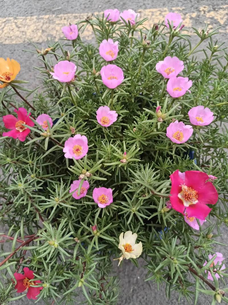 太阳花速度到底是多少?-第2张图片-索能光电网 太阳花速度到底是多少?-第2张图片-索能光电网