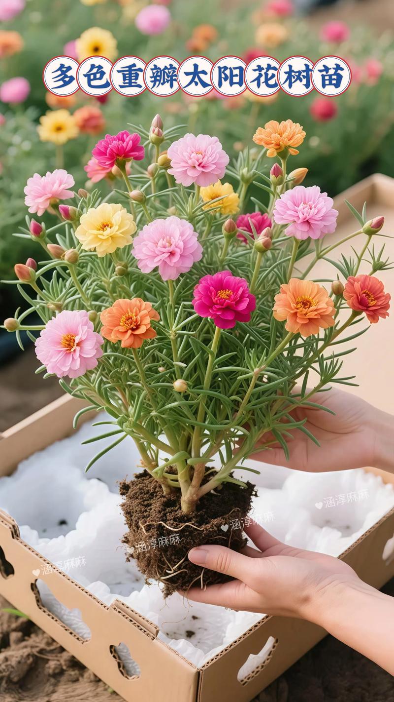 太阳花速度到底是多少?-第1张图片-索能光电网 太阳花速度到底是多少?-第1张图片-索能光电网