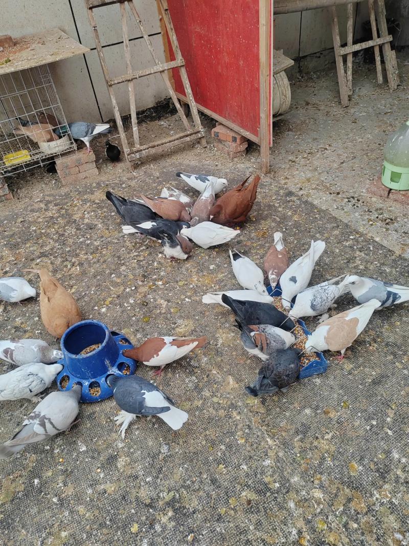 昆明什么快递能活体寄鸽子?-第3张图片-索能光电网 昆明什么快递能活体寄鸽子?-第3张图片-索能光电网