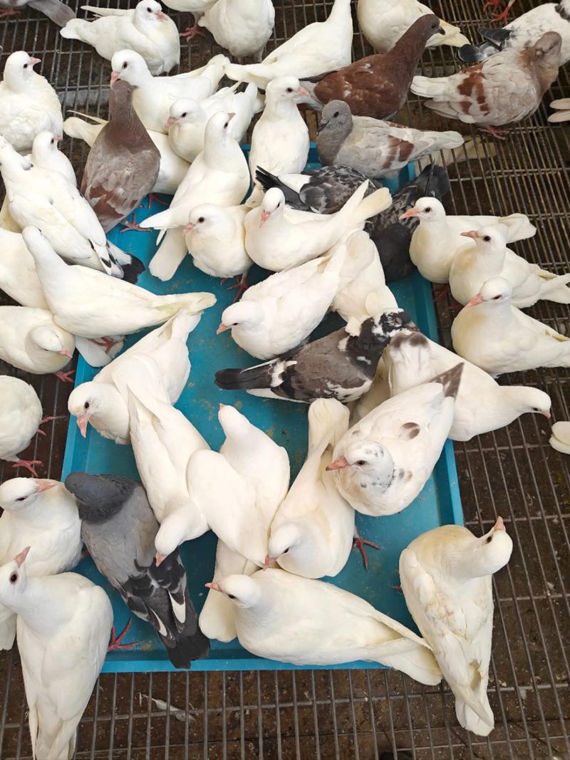 昆明什么快递能活体寄鸽子?-第2张图片-索能光电网 昆明什么快递能活体寄鸽子?-第2张图片-索能光电网