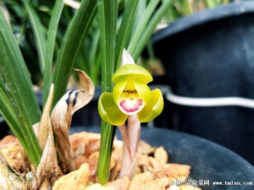 河南春兰售后服务电话是多少？-第3张图片-索能光电网