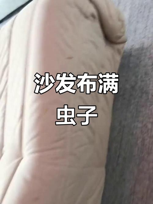 木沙发为何会生蛀虫？-第3张图片-索能光电网