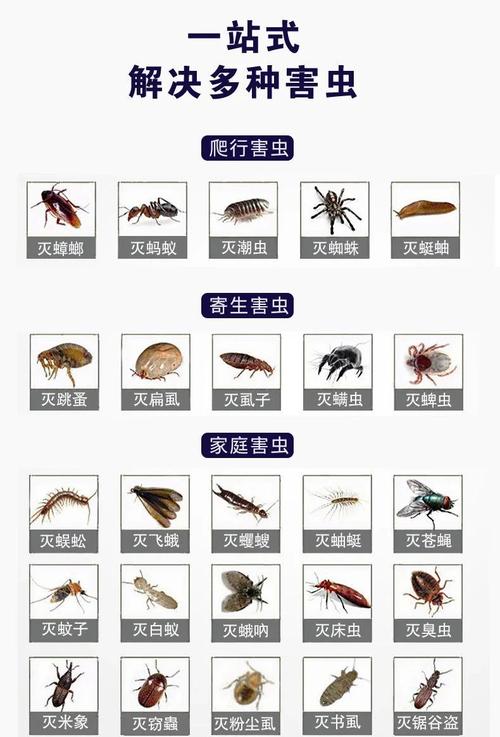 木沙发为何会生蛀虫？-第2张图片-索能光电网