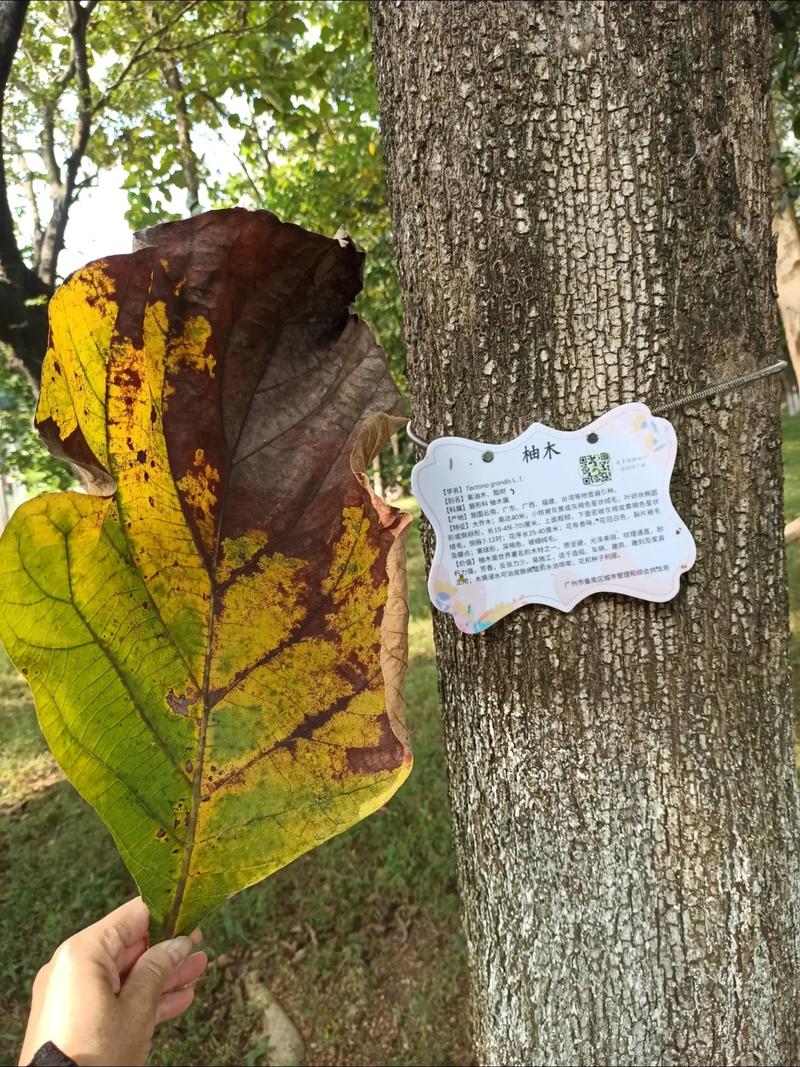 油木是哪种木材？-第1张图片-索能光电网