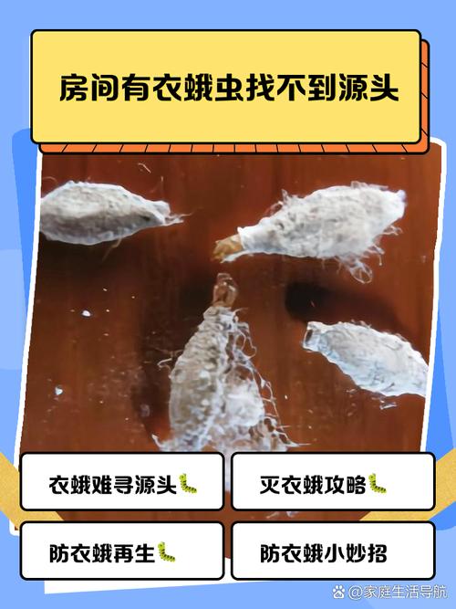 虫子为何总爱钻进衣柜？-第3张图片-索能光电网