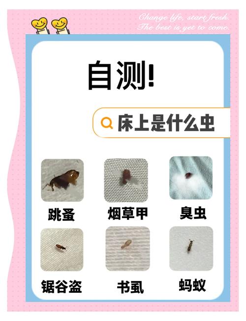 虫子为何总爱钻进衣柜？-第1张图片-索能光电网