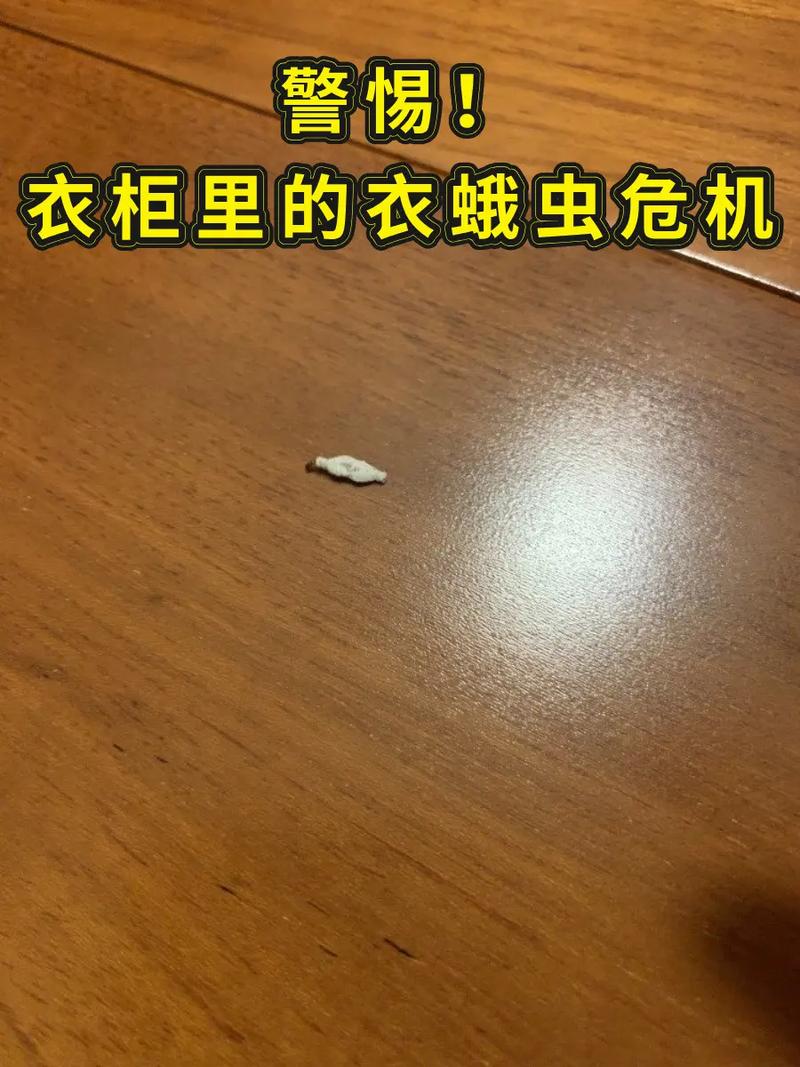 衣柜为何莫名生小虫子？-第3张图片-索能光电网