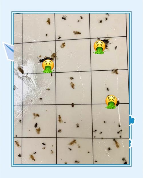 衣柜为何莫名生小虫子？-第2张图片-索能光电网