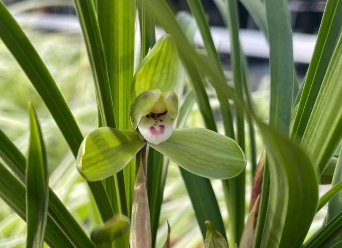 春兰官网客服电话是多少?-第1张图片-索能光电网 春兰官网客服电话是多少?-第1张图片-索能光电网