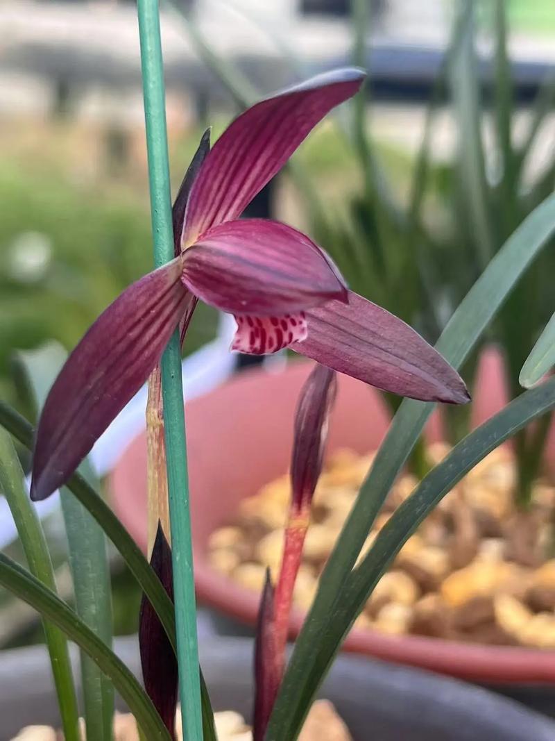 春兰官网客服电话是多少?-第2张图片-索能光电网 春兰官网客服电话是多少?-第2张图片-索能光电网