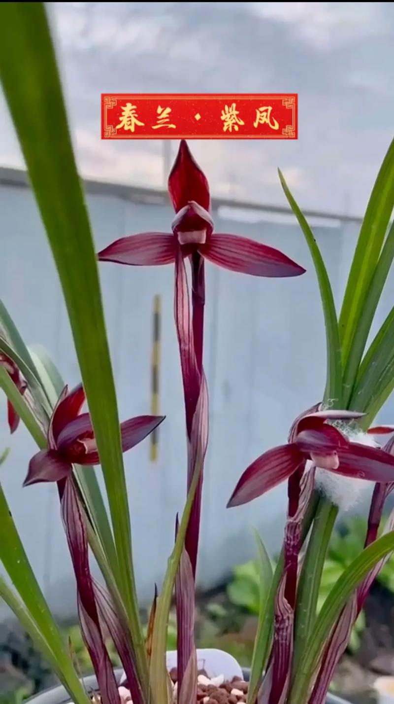 春兰官网客服电话是多少?-第3张图片-索能光电网 春兰官网客服电话是多少?-第3张图片-索能光电网