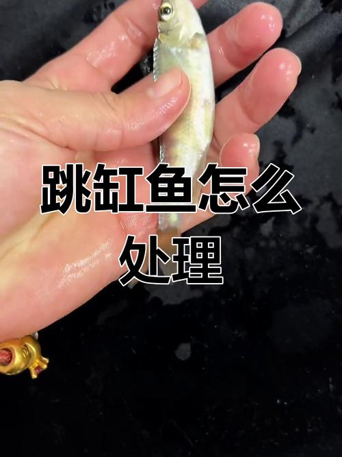 鱼为何要蹦离水面？-第2张图片-索能光电网