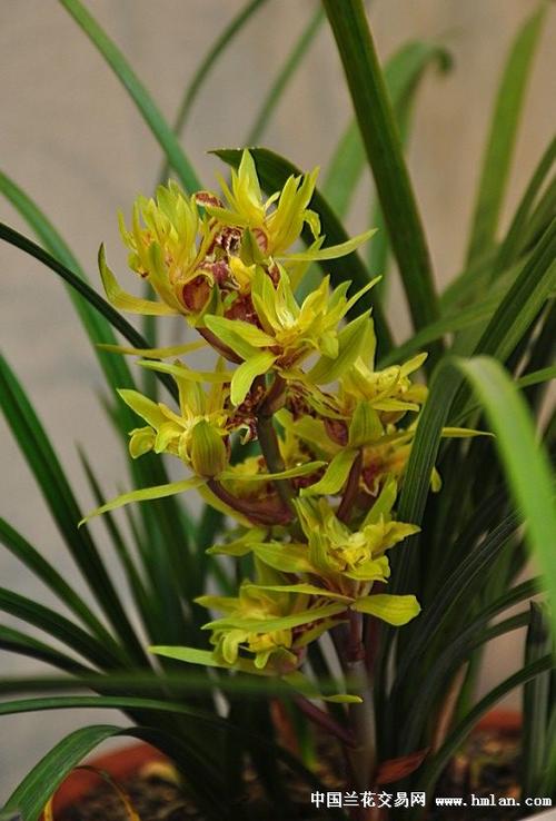 太原春兰售后服务电话是多少？-第3张图片-索能光电网