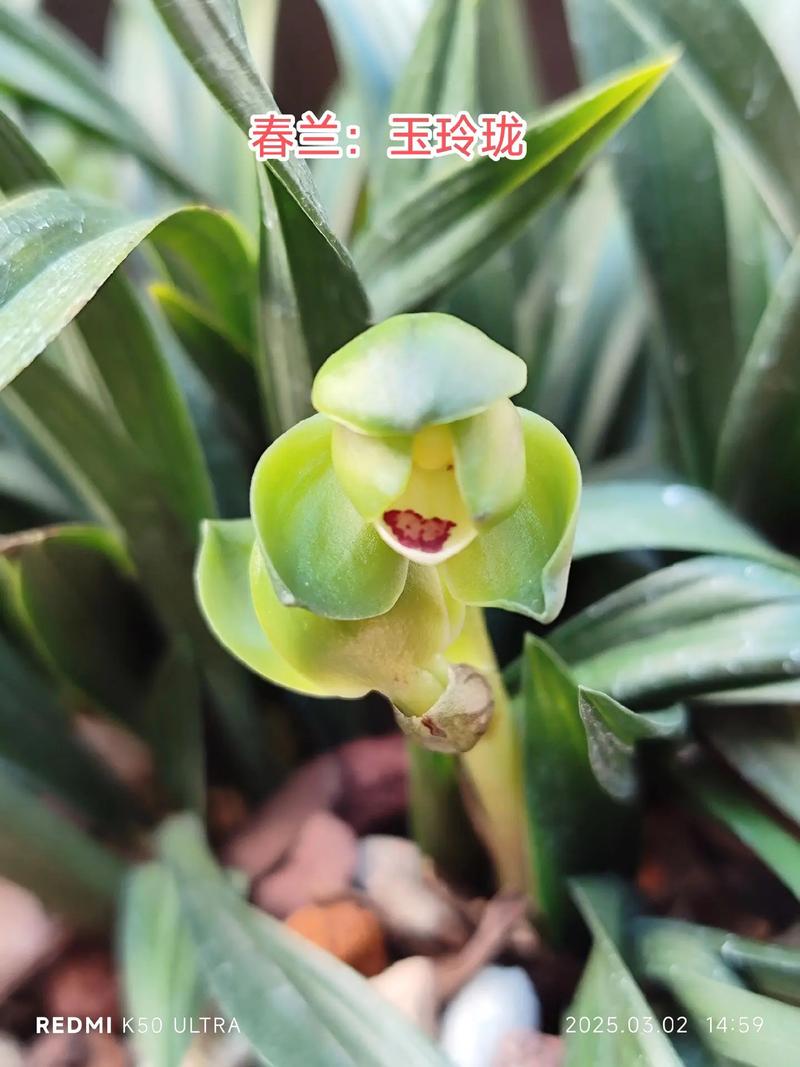 济源春兰售后电话是多少？-第1张图片-索能光电网