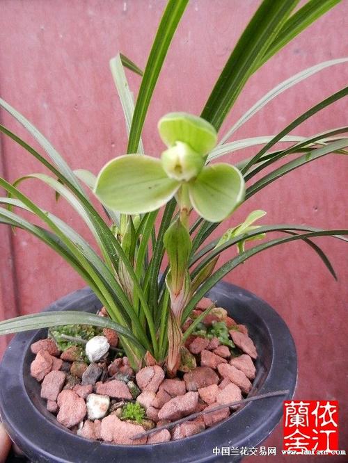 济源春兰售后电话是多少？-第3张图片-索能光电网