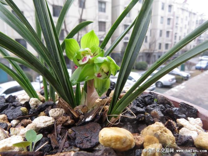 江苏春兰售后服务电话是多少？-第3张图片-索能光电网